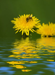 Bee on a flower