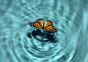 Butterfly flying over water